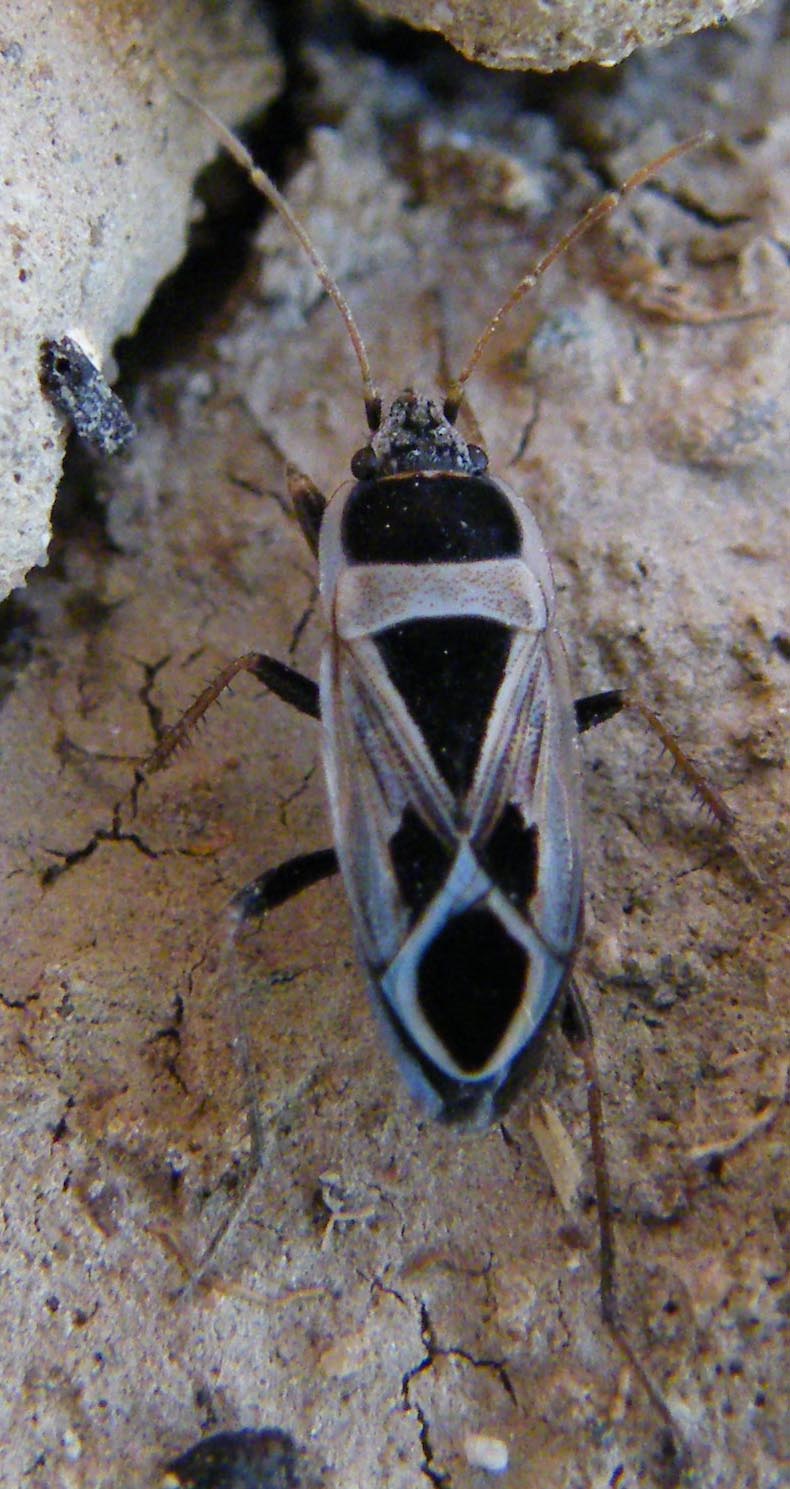 Lygaeidae: Rhyparochromus saturnius di Sardegna